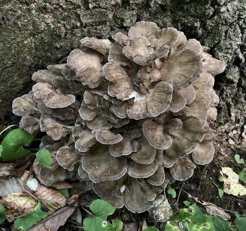 maitake (Grifola frondosa), photograph