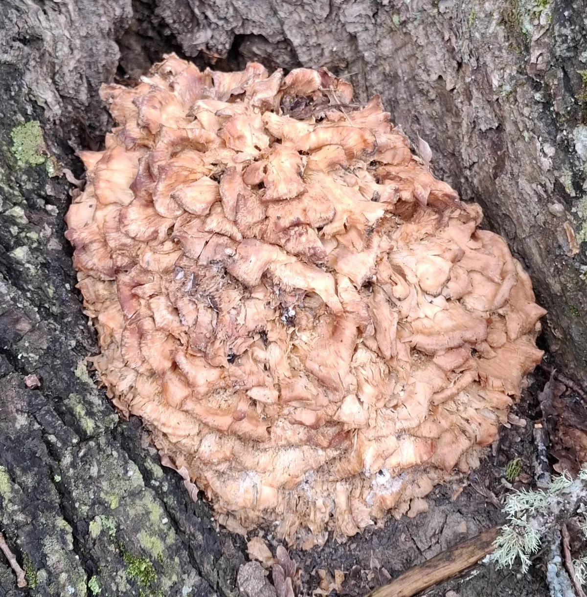 Maitake (Grifola frondosa), photograph