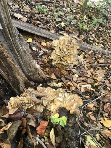 Maitake (Grifola frondosa), photograph