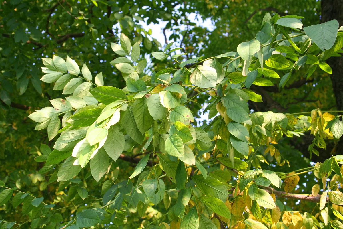 Kentucky Coffeetree (Gymnocladus dioicus), photograph