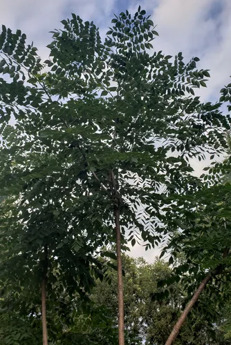 Kentucky Coffeetree (Gymnocladus dioicus), photograph