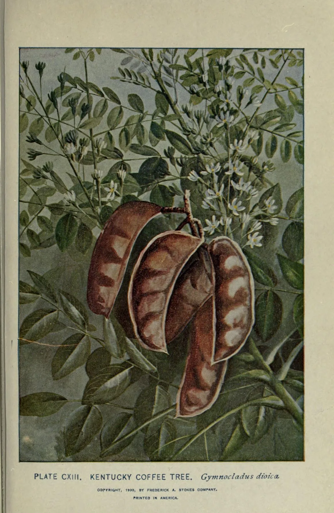 Illustration: Lounsberry, Alice. · Public domain · via Wikimedia Commons Kentucky coffeetree (Gymnocladus dioicus), botanical illustration