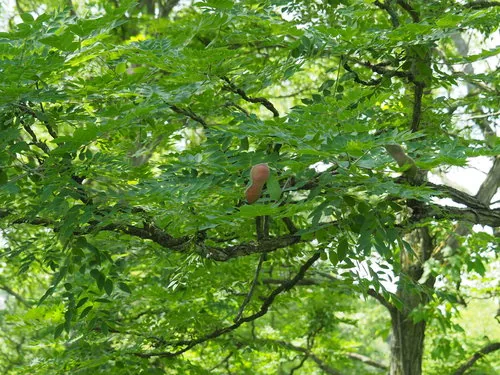 Kentucky Coffeetree (Gymnocladus dioicus), photograph