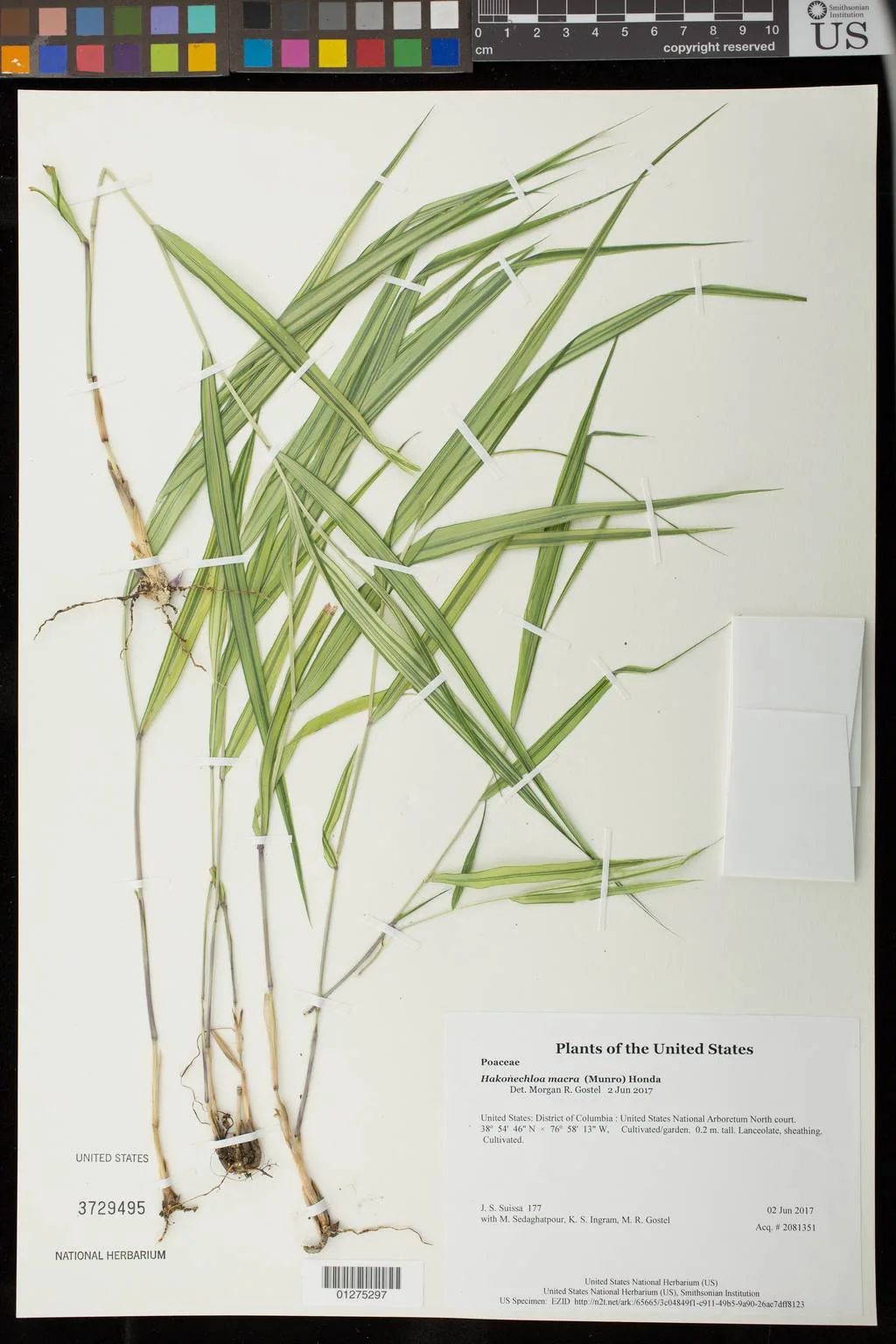 Japanese forest grass (Hakonechloa macra), photograph