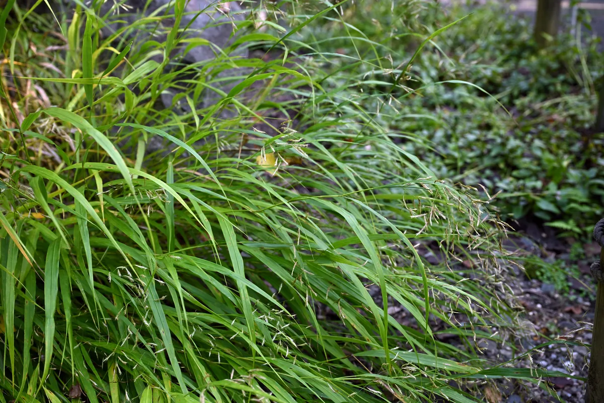 Photo: 小石川人晃, , via Wikimedia Commons · CC BY-SA 4.0 · via Wikimedia Commons Japanese Forest Grass (Hakonechloa macra), photograph