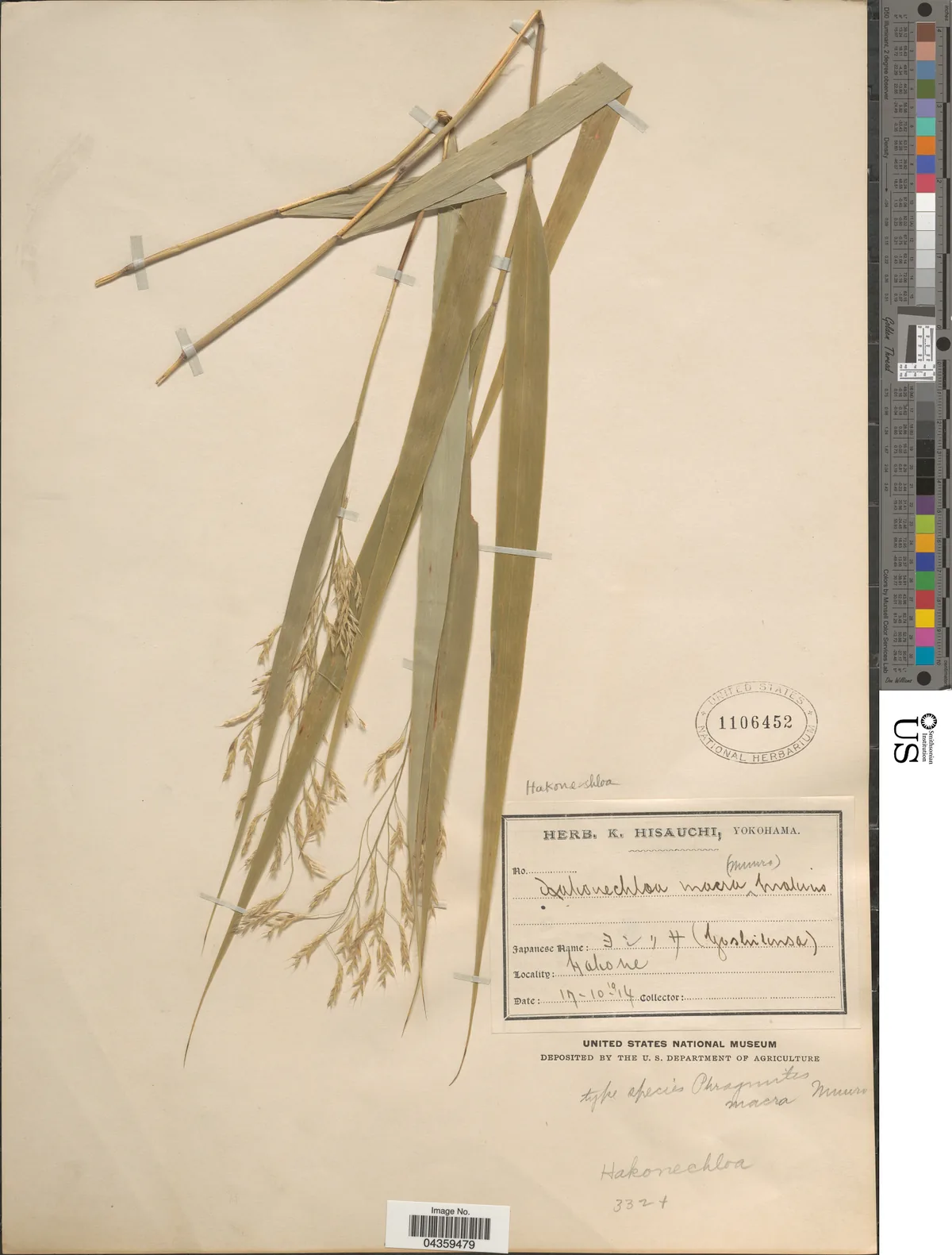 Japanese forest grass (Hakonechloa macra), photograph