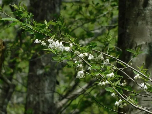 Carolina Silverbell (Halesia tetraptera), photograph