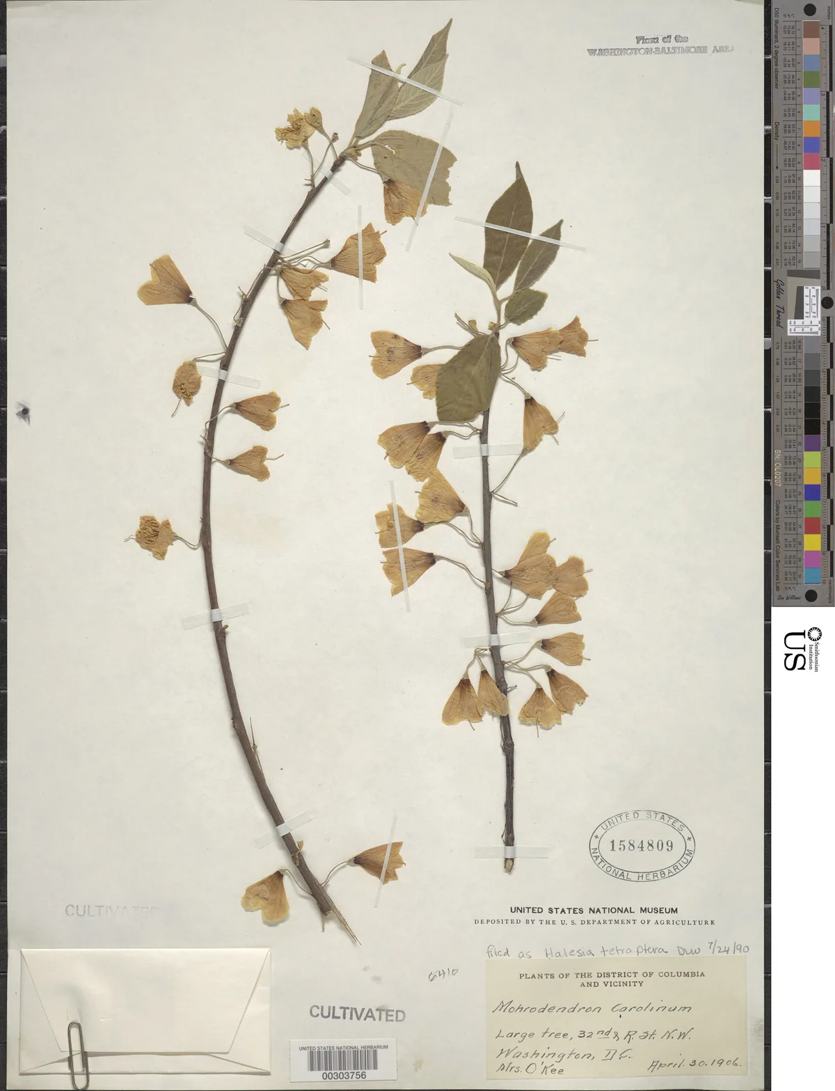 Carolina Silverbell (Halesia tetraptera), photograph