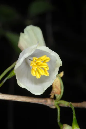 Carolina silverbell (Halesia tetraptera), photograph