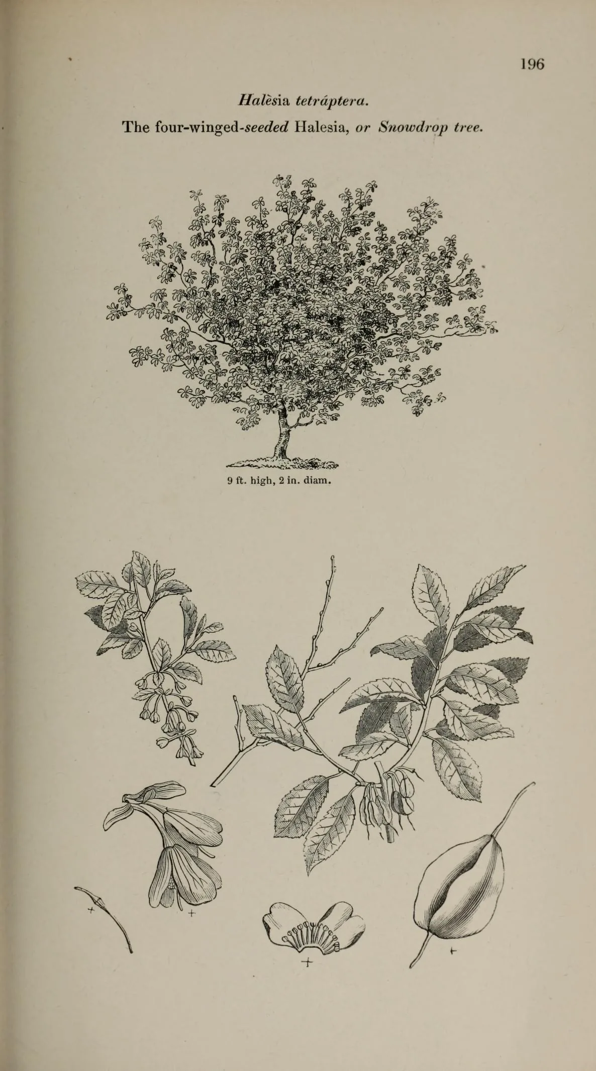Carolina Silverbell (Halesia tetraptera), botanical illustration
