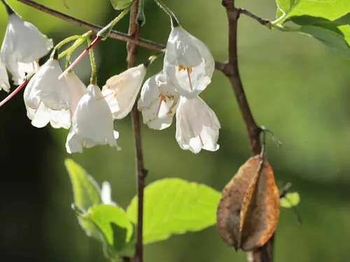 Photo: (c) hr_dragonfly, some rights reserved (CC BY) · cc-by · via iNaturalist Carolina Silverbell (Halesia tetraptera), photograph