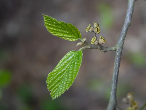 Witch Hazel (Hamamelis virginiana), photograph