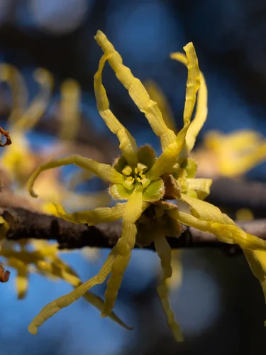 Photo: (c) Alex Abair, some rights reserved · CC BY · via iNaturalist witch hazel (Hamamelis virginiana), photograph