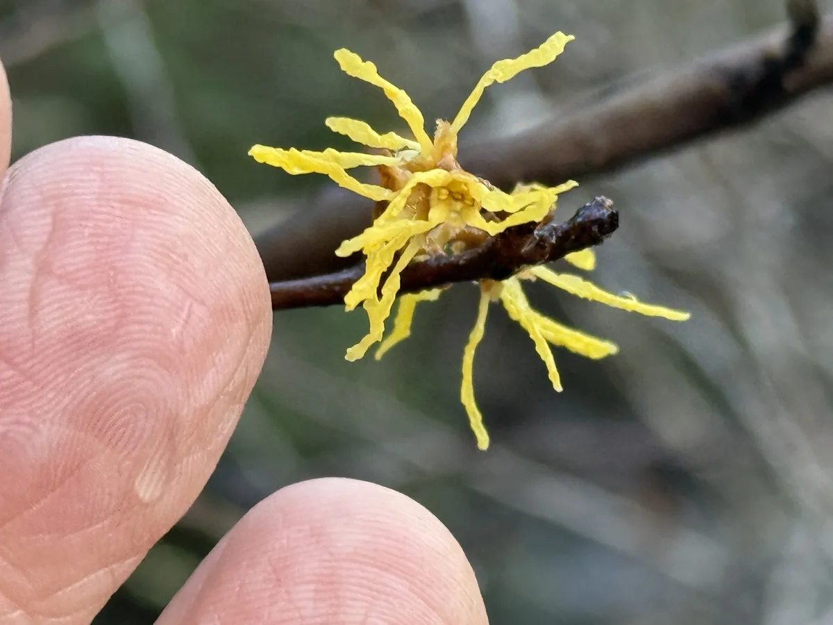 Witch Hazel (Hamamelis virginiana), photograph