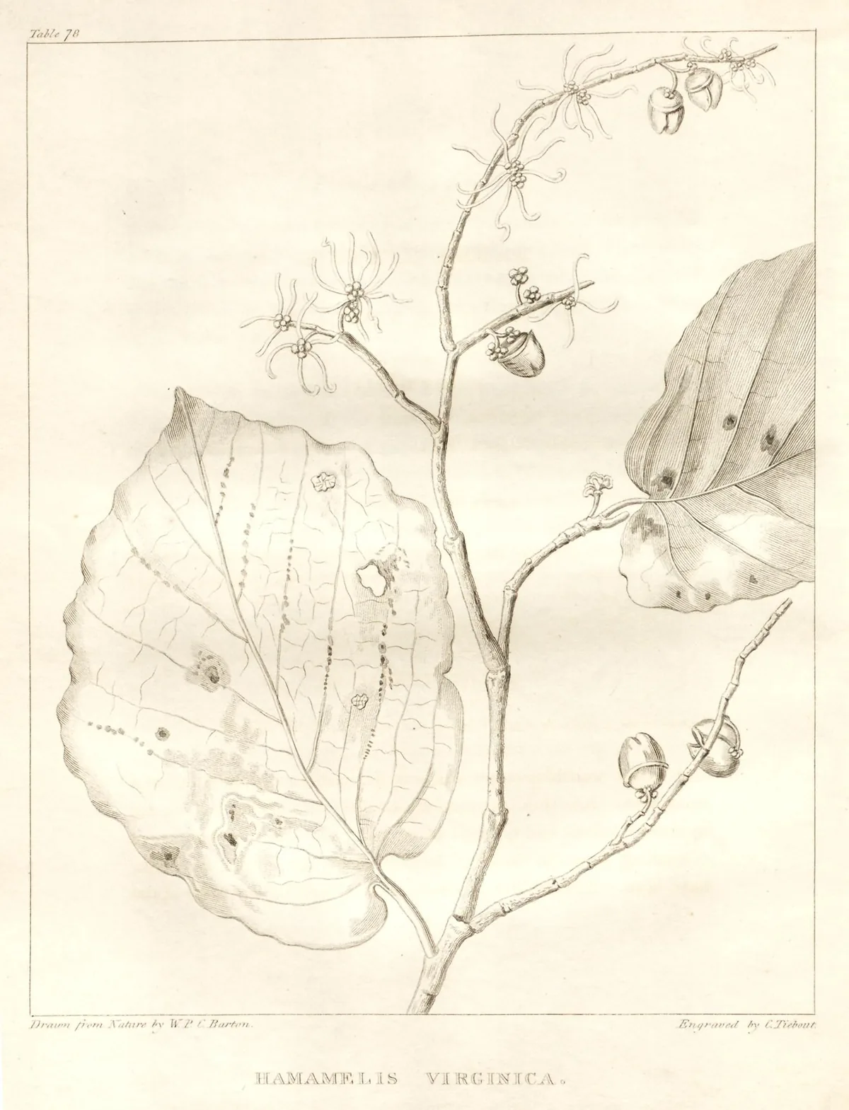 Witch Hazel (Hamamelis virginiana), botanical illustration