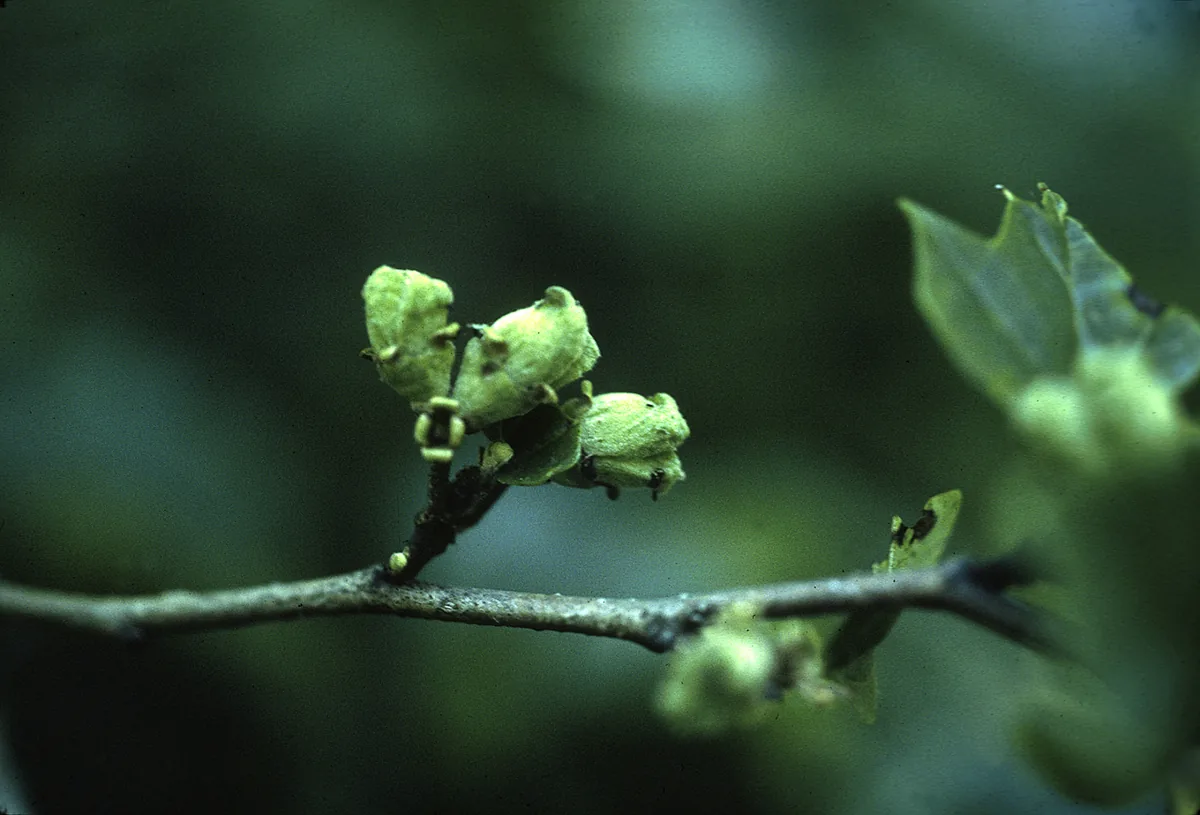 Witch Hazel (Hamamelis virginiana), photograph