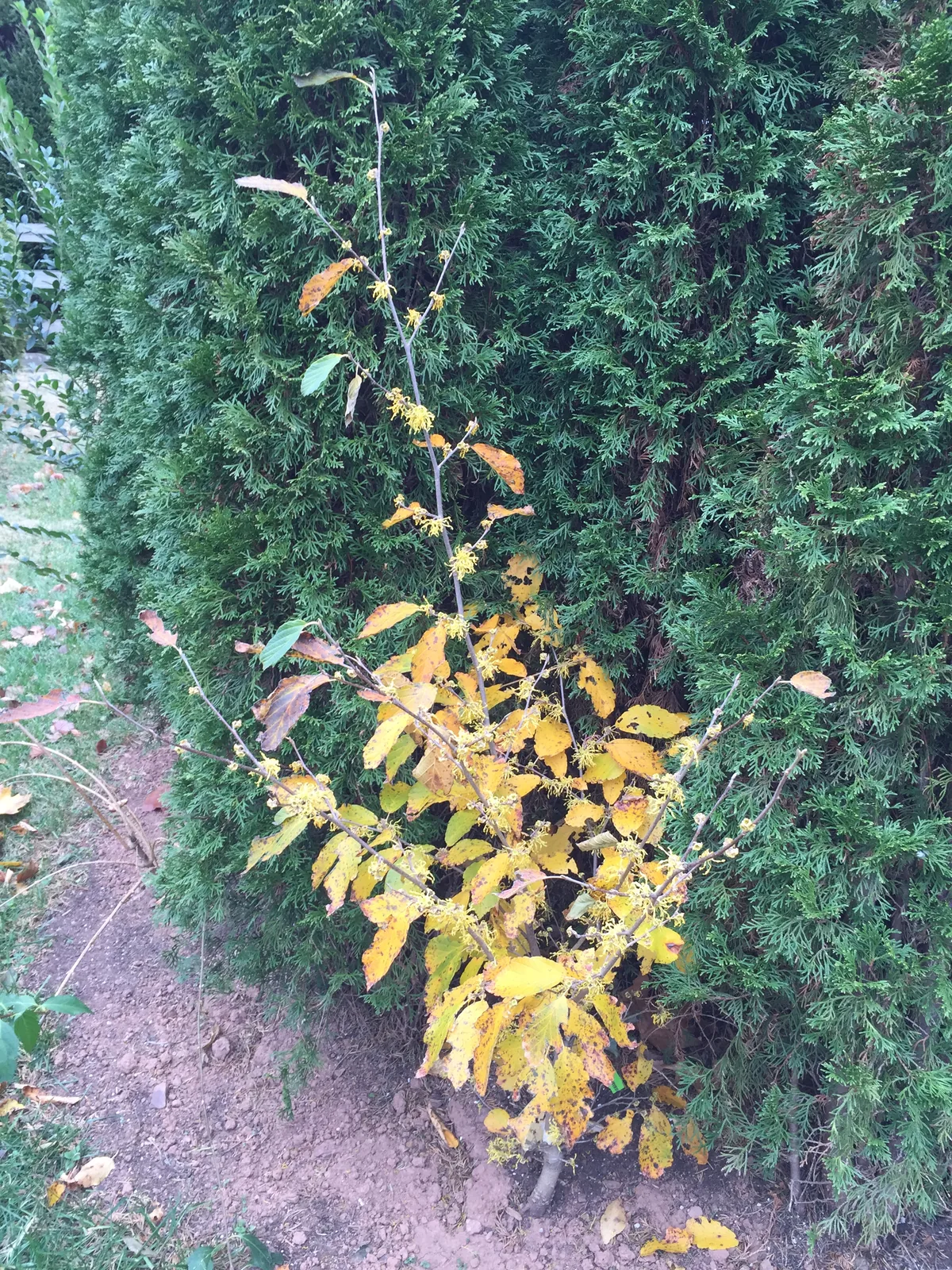 Witch Hazel (Hamamelis virginiana), photograph