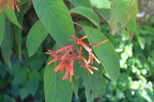 Photo: (c) Ricard Busquets Reverte, some rights reserved · CC BY · via iNaturalist firebush (Hamelia patens), photograph