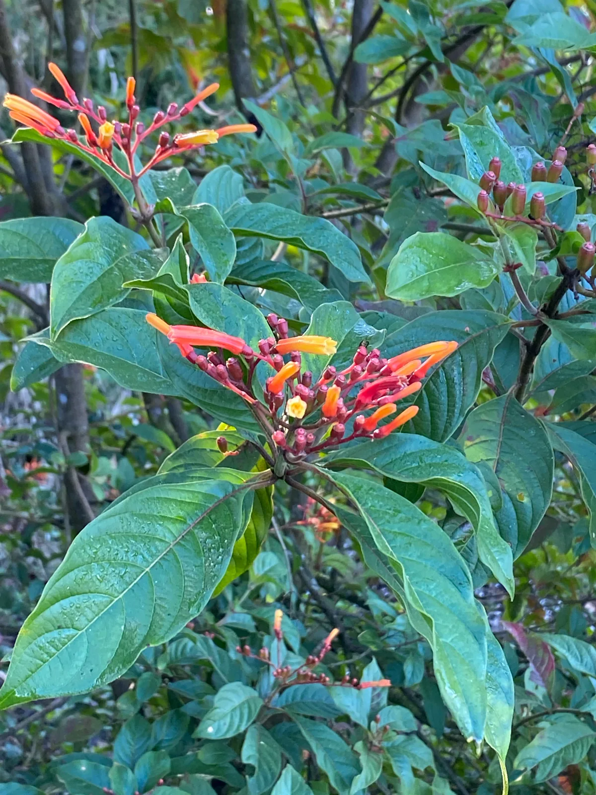 Firebush (Hamelia patens), photograph