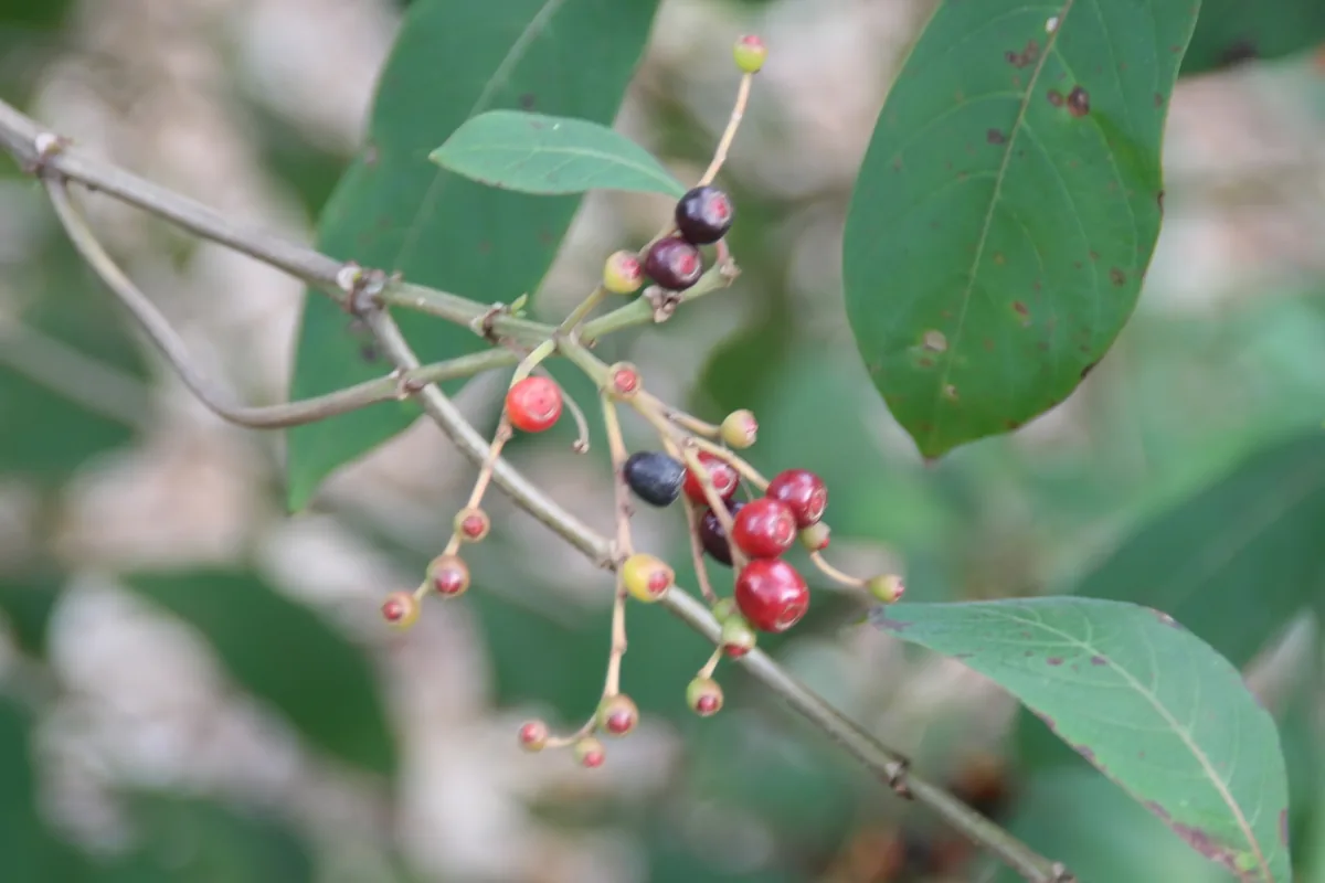 Firebush (Hamelia patens), photograph