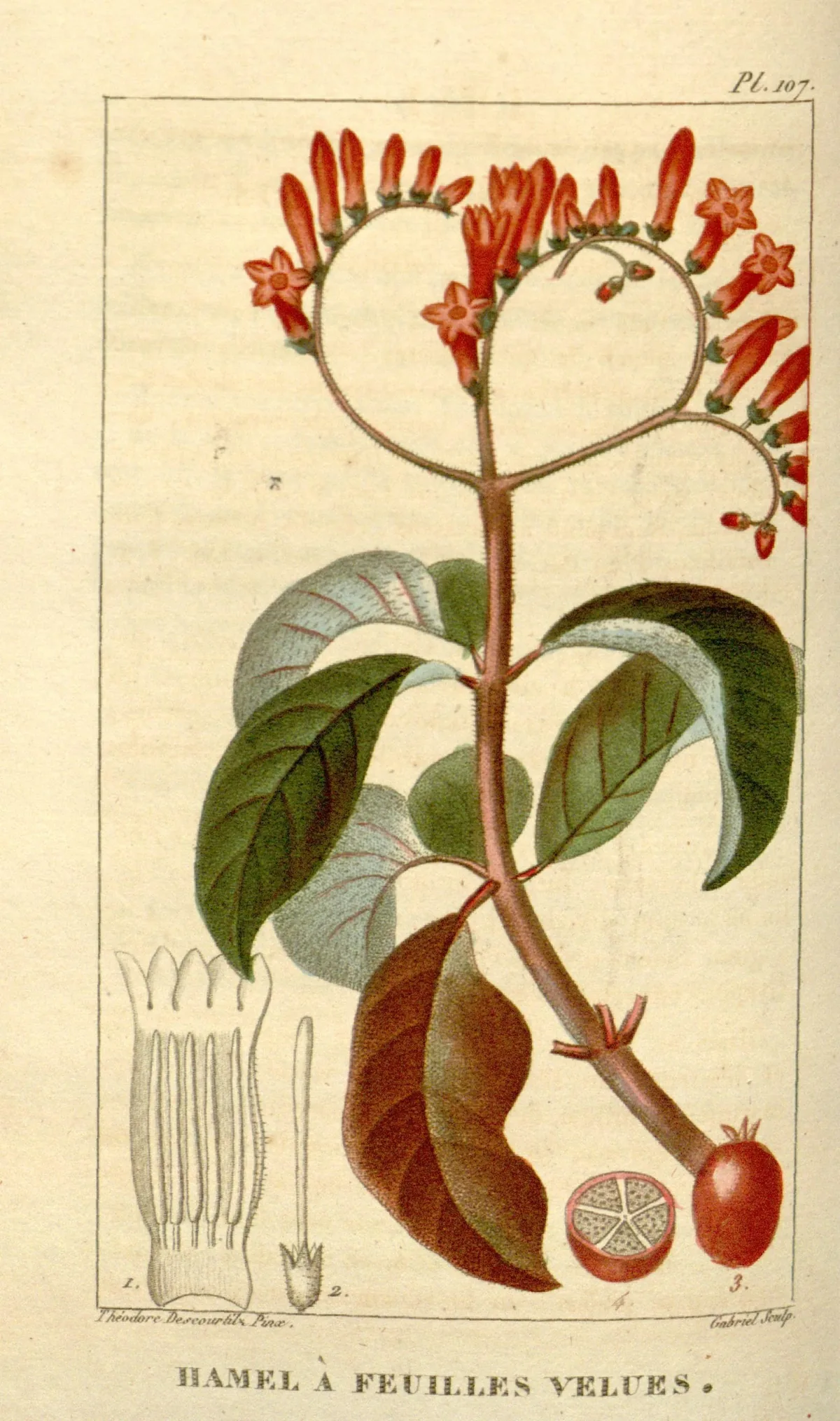 Firebush (Hamelia patens), botanical illustration