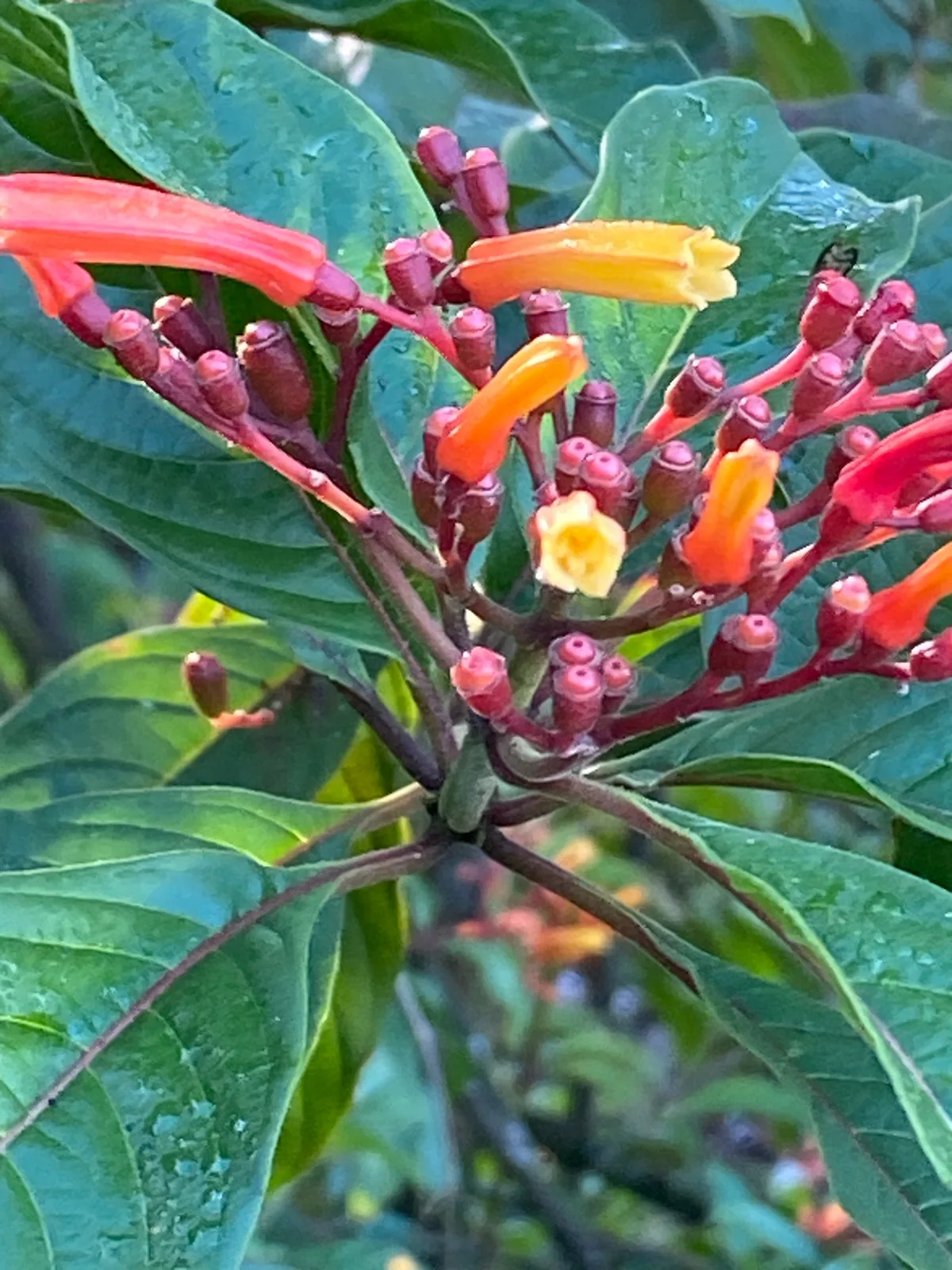 Firebush (Hamelia patens), photograph