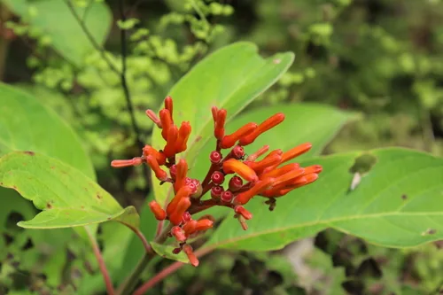 Photo: (c) Ricard Busquets Reverte, some rights reserved (CC BY) · cc-by · via iNaturalist Firebush (Hamelia patens), photograph