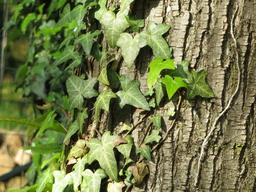 English Ivy Indoor (Hedera helix), photograph