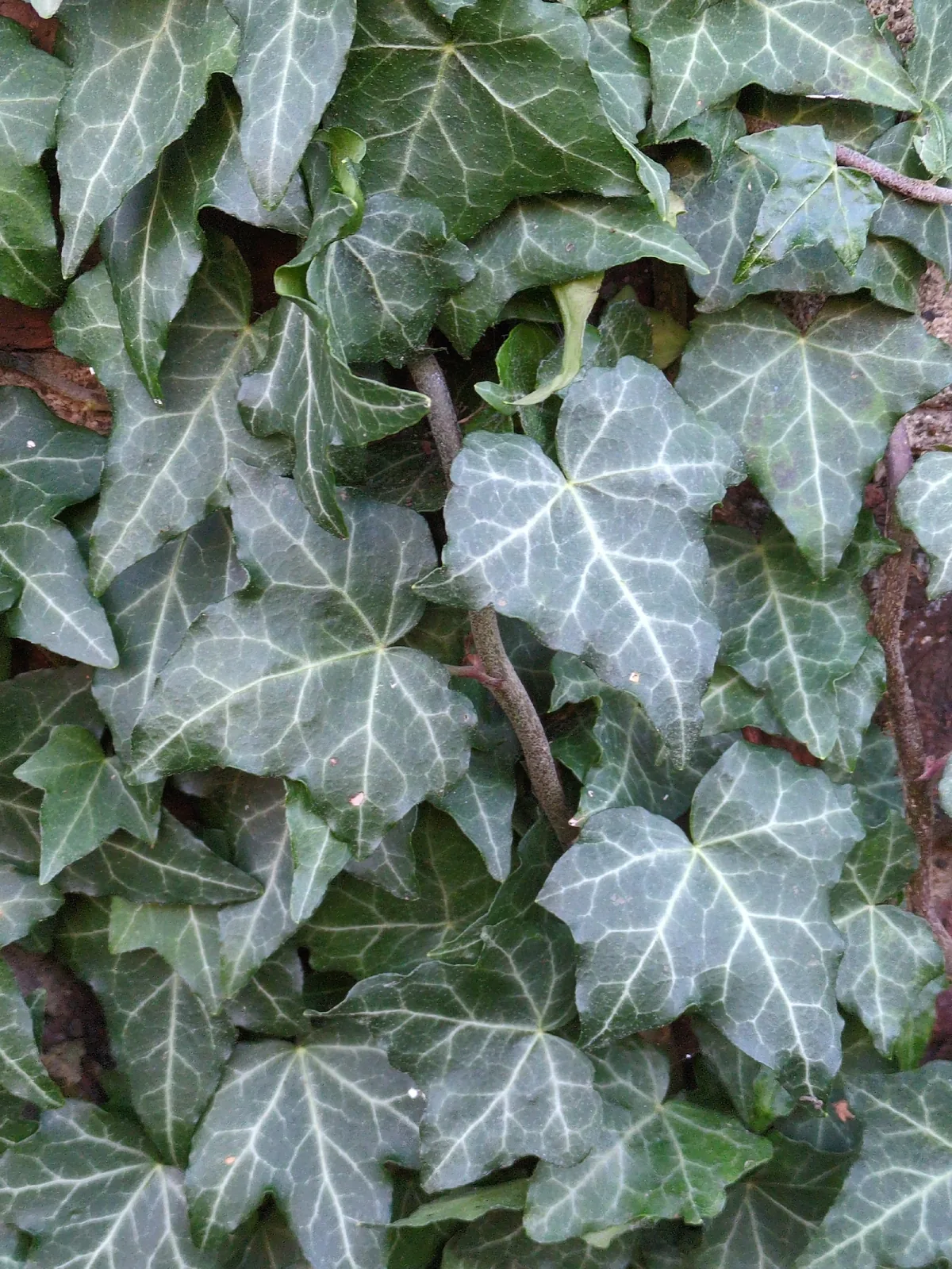 Photo: guywallbanks, via iNaturalist · CC BY · via GBIF English Ivy Indoor (Hedera helix), photograph