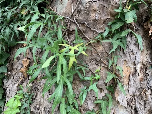 English Ivy Indoor (Hedera helix), photograph