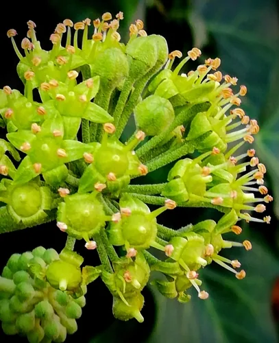 English Ivy Indoor (Hedera helix), photograph