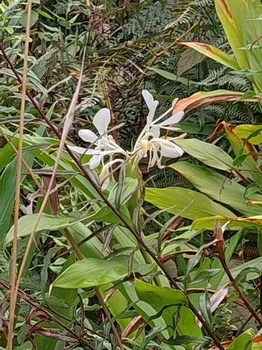 Ginger Lily (Hedychium coronarium), photograph