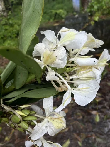 Ginger Lily (Hedychium coronarium), photograph