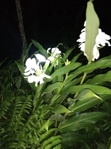 Photo: (c) Greg III Espera, some rights reserved (CC BY) · cc-by · via iNaturalist Ginger Lily (Hedychium coronarium), photograph
