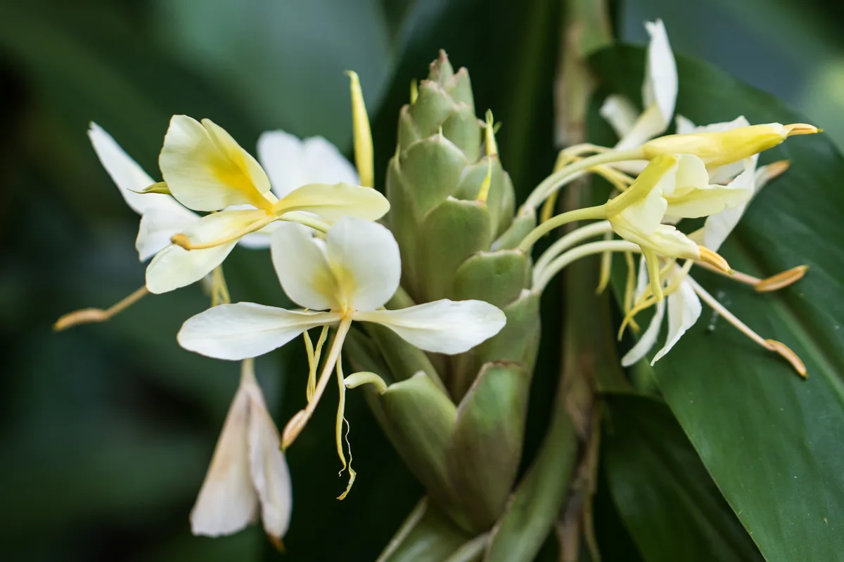 Photo: Frank Thomas Sautter, via iNaturalist · CC0 · via GBIF ginger lily (Hedychium coronarium), photograph