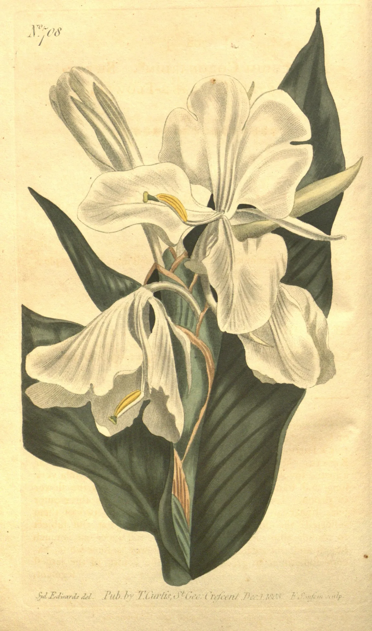 Ginger Lily (Hedychium coronarium), botanical illustration