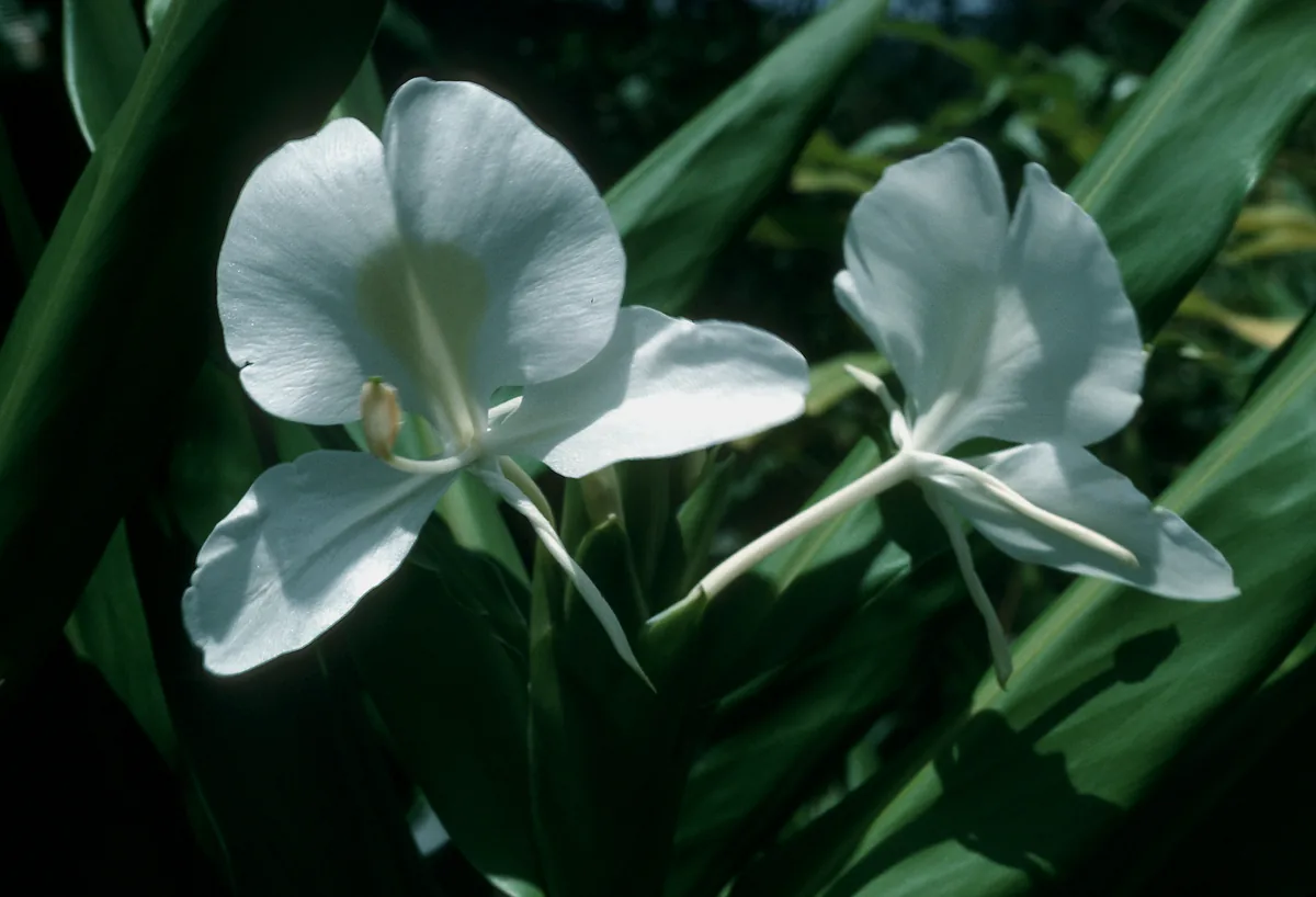Ginger Lily (Hedychium coronarium), photograph