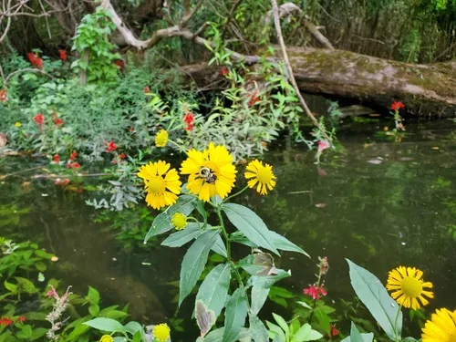 Photo: (c) Taro Ietaka, some rights reserved (CC BY) · cc-by · via iNaturalist Sneezeweed (Helenium autumnale), photograph