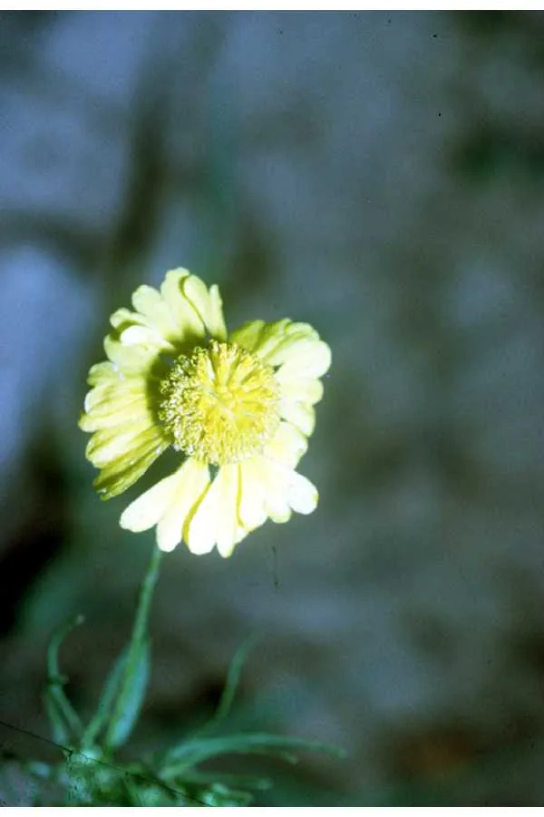 Sneezeweed (Helenium autumnale), photograph