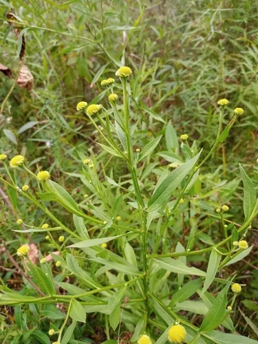Sneezeweed (Helenium autumnale), photograph