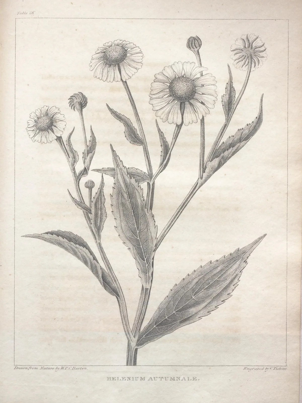 Sneezeweed (Helenium autumnale), botanical illustration