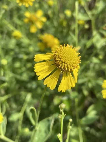 sneezeweed (Helenium autumnale), photograph