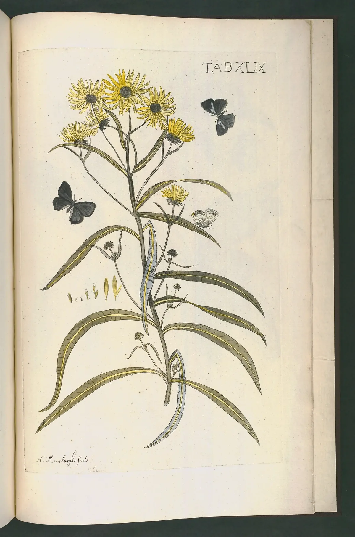 Swamp Sunflower (Helianthus angustifolius), botanical illustration