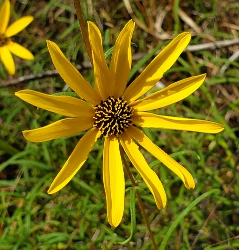 Photo: (c) Laura Gaudette, some rights reserved · CC BY · via iNaturalist swamp sunflower (Helianthus angustifolius), photograph