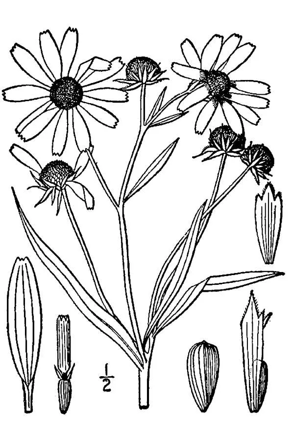 Swamp Sunflower (Helianthus angustifolius), botanical illustration