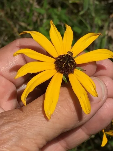 Photo: no rights reserved · cc0 · via iNaturalist Swamp Sunflower (Helianthus angustifolius), photograph