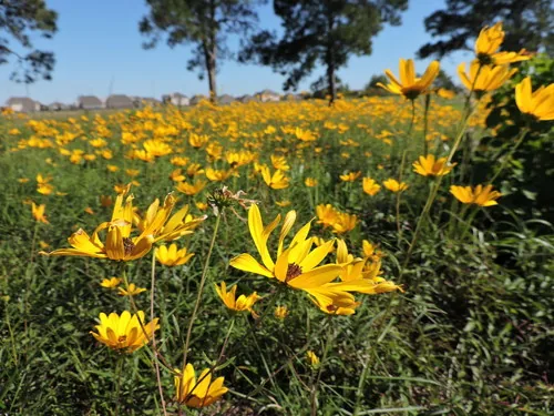 Swamp Sunflower (Helianthus angustifolius), photograph