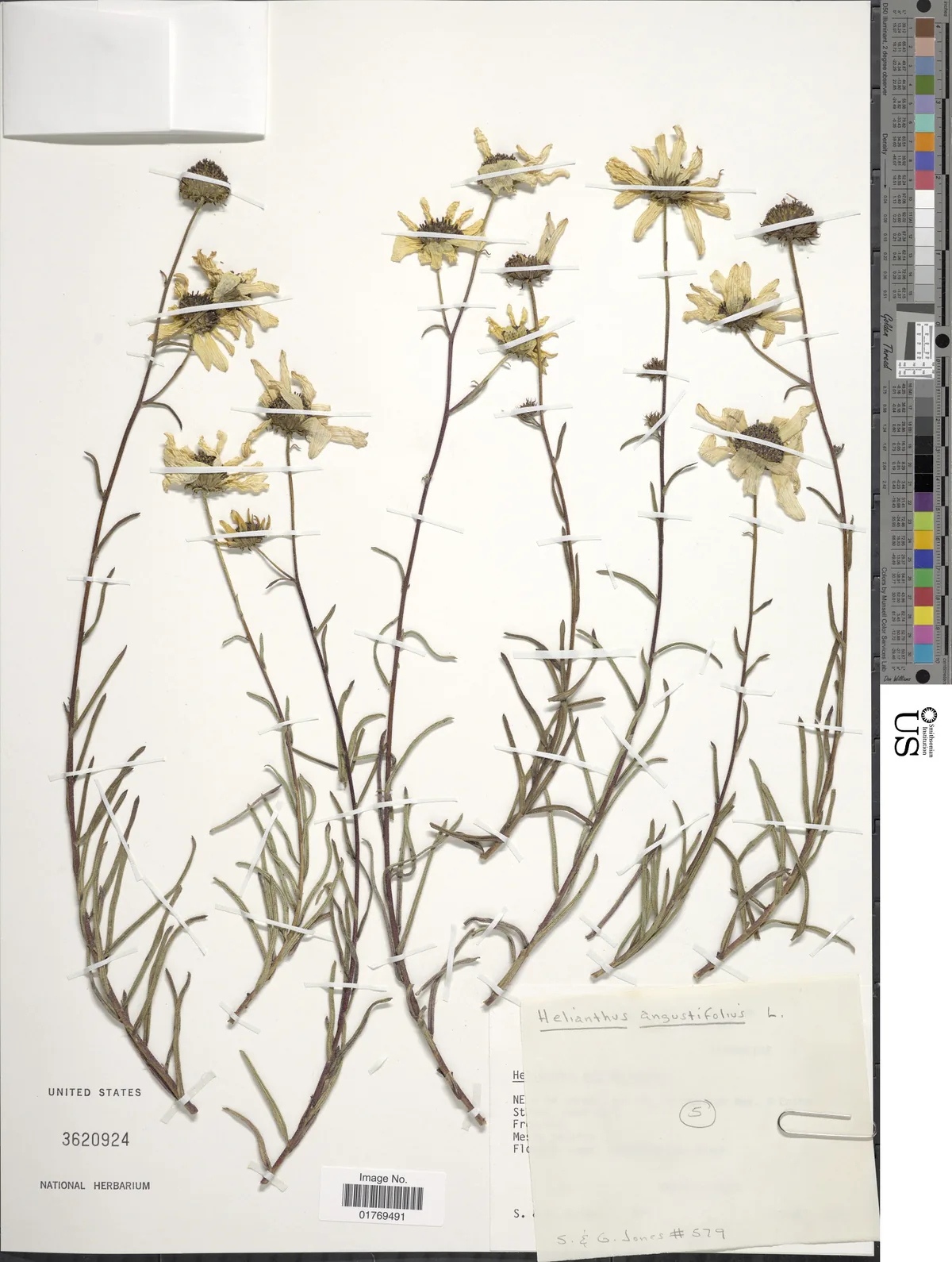 Swamp Sunflower (Helianthus angustifolius), photograph
