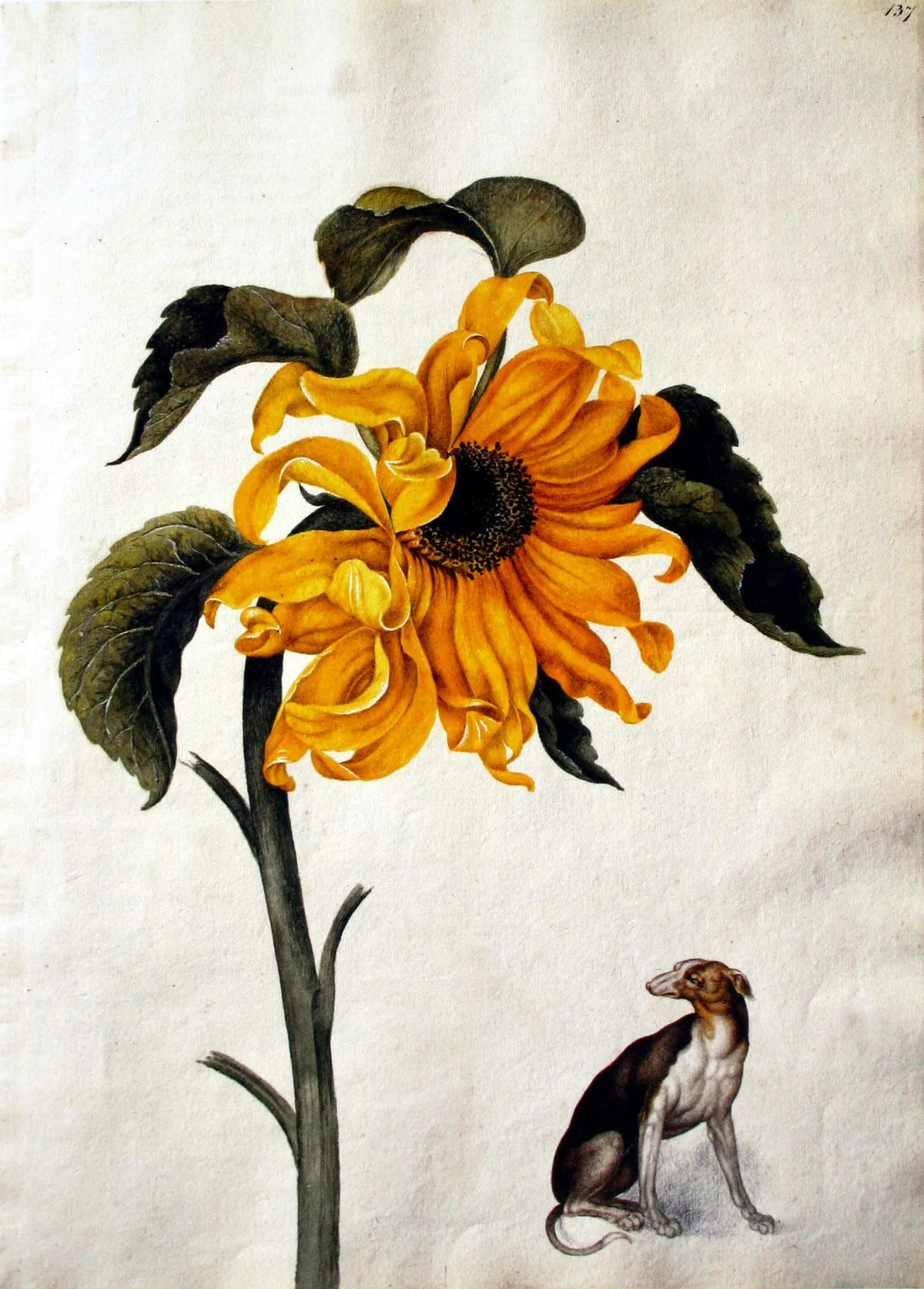 sunflower (Helianthus annuus), botanical illustration
