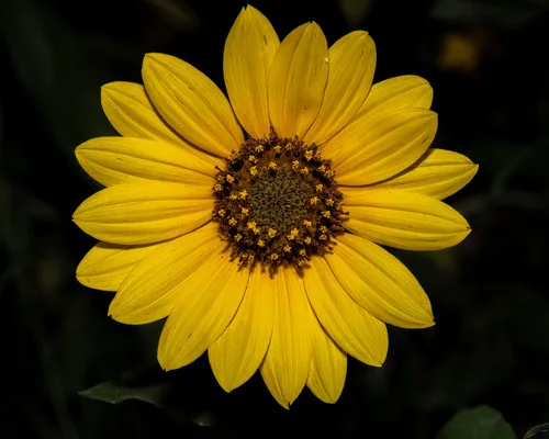 Sunflower, photograph